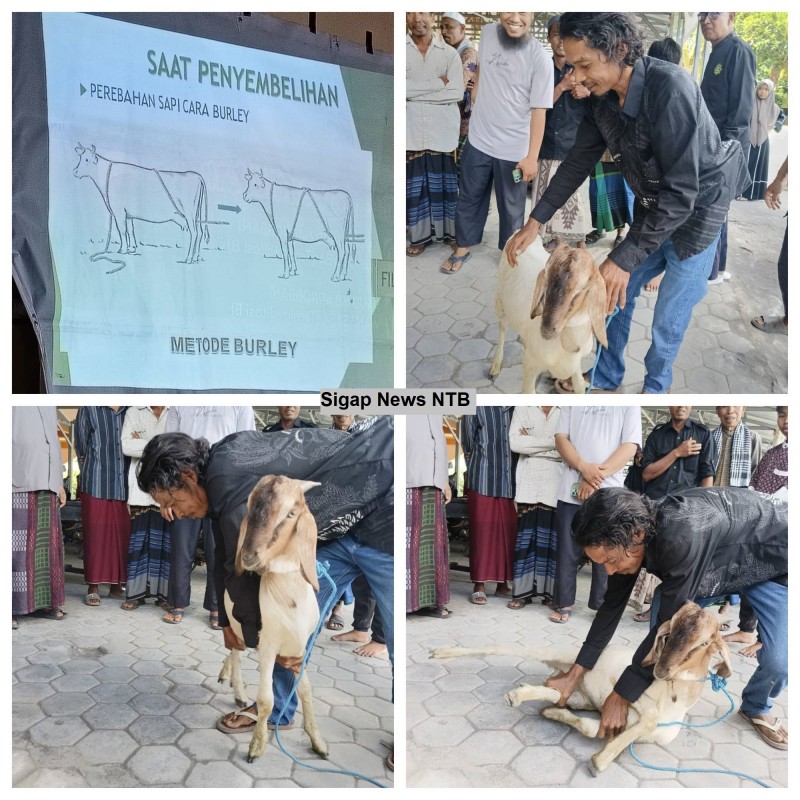 Foto Perebahan Hewan Qurban Cara Burley (Dok. Pribadi)